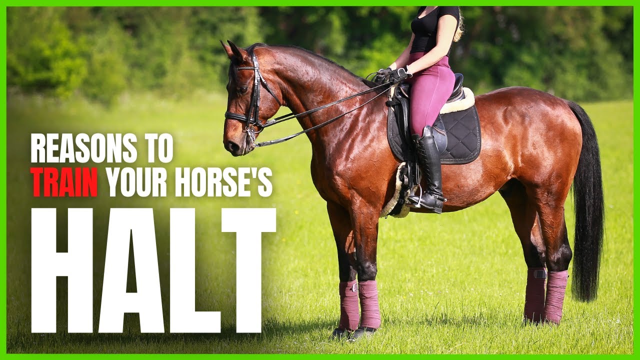 7 Reasons to TRAIN YOUR HORSE to HALT WELL from The Complete Online ...