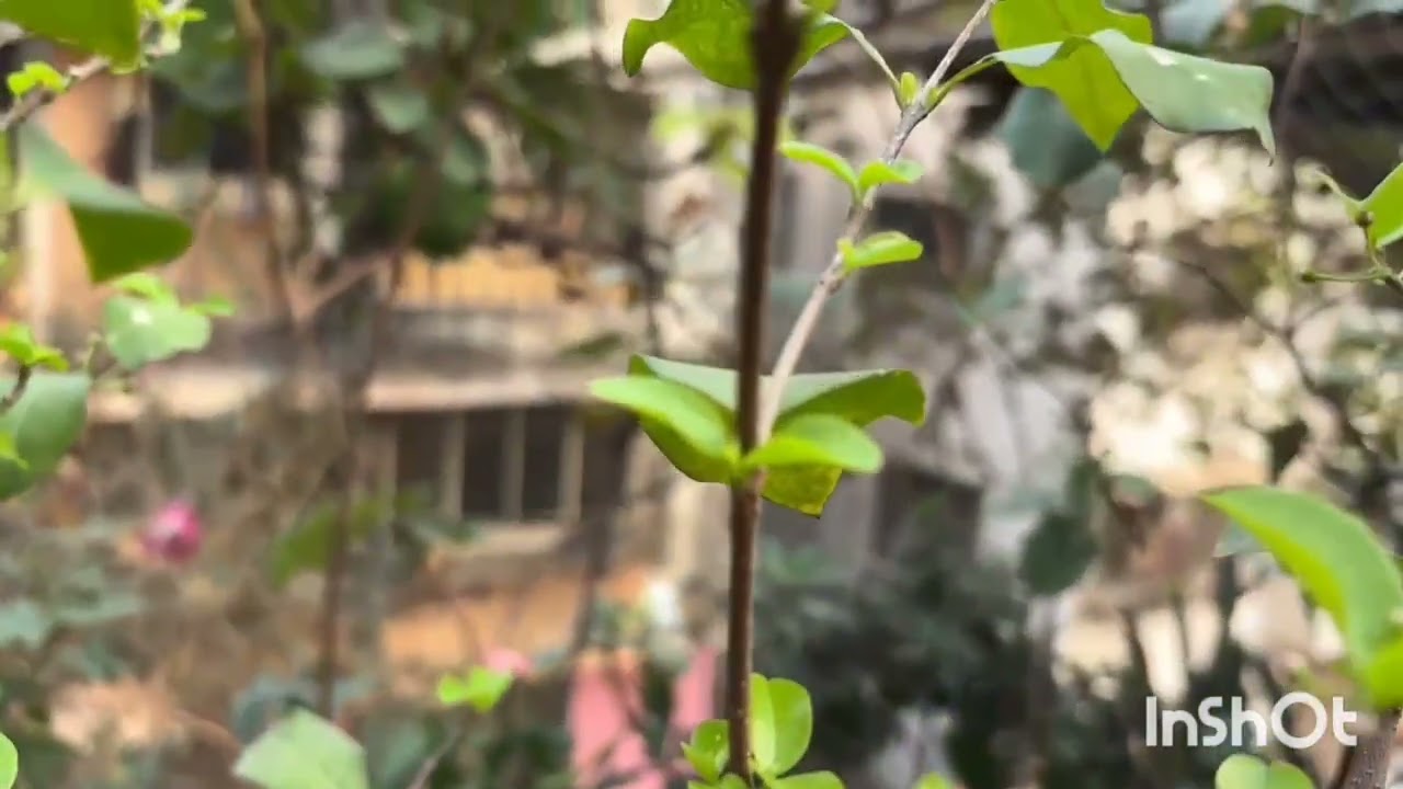 #Charry 🍒 plant  care tips ll best fertilizer  in carry plant ll yogita mini garden🪻