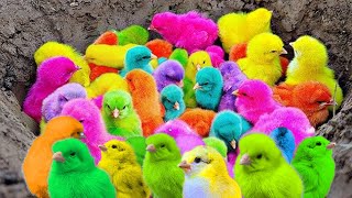World Cute Chickens, Colorful Chickens, Rainbows Chickens, Cute Ducks, cute Cats ,cute animals#12