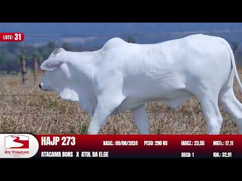 LOTE 31   HAJP 273
