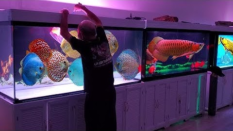Cá Dĩa Full Red Và Cá Dĩa Beo Da Rắn Đỏ Mới Về | Discus Full red & Discus Leopard | Cá Dĩa Thắng Lợi
