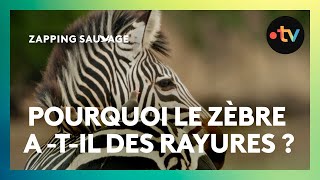 Le Mystère De Ses Rayures Enfin Résolu