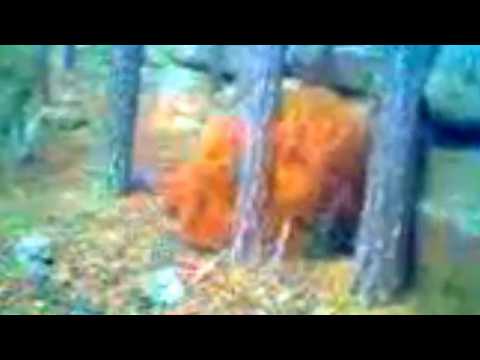 In 2012, kids filmed a strange creature in the woods near the village of Imantau, Kazakhstan
