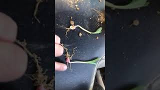 Sidewall Compaction Issues Scouting Corn