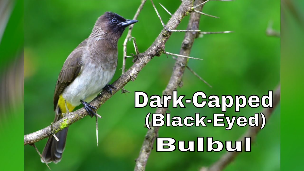 Dark-Capped Bulbul (Black-Eyed) | Pycnonotus Tricolor • 
