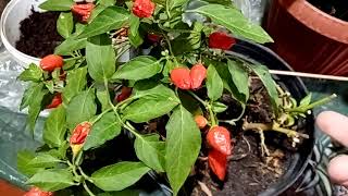 Комнатный перец. Опадают листья что делать.