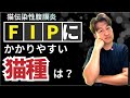 猫伝染性腹膜炎（FIP）になりやすいかもしれない猫種＠猫伝染性腹膜炎（FIP）治療の実際 2024年⑧