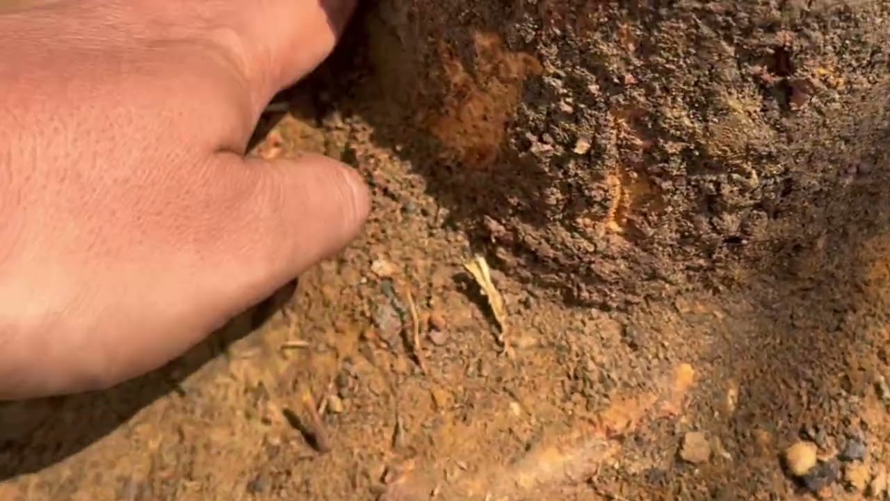 Kesalahan Menanam Durian