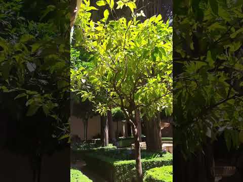 رحلة غرناطة قصر الحمراء Grenade 