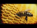 Autobahn - Killa Bee