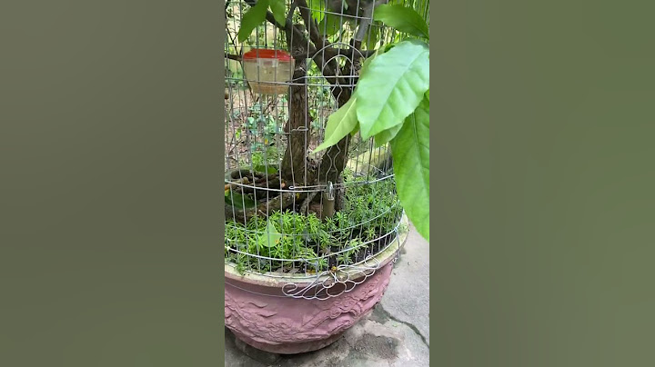 Inspirasi Aviary ala rumahan #Shorts