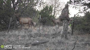 HECS Hunter Gets Caught in the Open by Elk