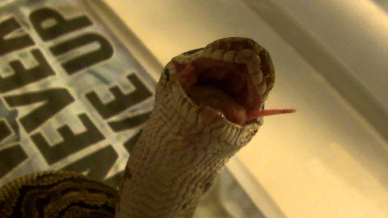 Pin Stripe Ball Python eating mouse backwards - YouTube