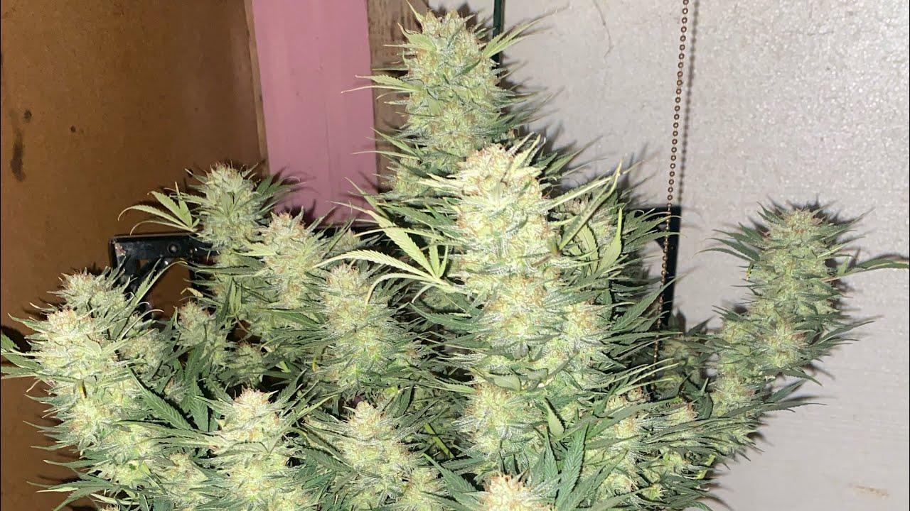 Blueberry OG harvest from 42 Fastbuds