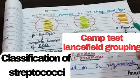 streptococci classification|group A,groupB,Group D| alpha ,beta,gamma hemolysis