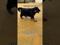 Long coat gsd male pup 7010786036. #erodepuppies #trendingshorts #pets #puppy #petlover #gsdpuppies