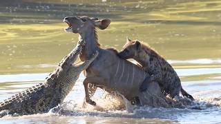 Kudo Escapes The Most Impossible Hunt to Escape