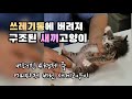 어미 고양이마저 버린 불쌍한 새끼고양이 구조 냥묘일기 2부입니다.