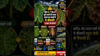Leaf Blight in Arbi Crop | 90% किसान शुरुआत में पहचान नहीं पाते!