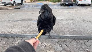 I Tried To Feed This Crow And This Happened Funniest Crow Videos