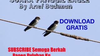 Gratis Suara Panggil walet Eagle By Arief Budiman Download