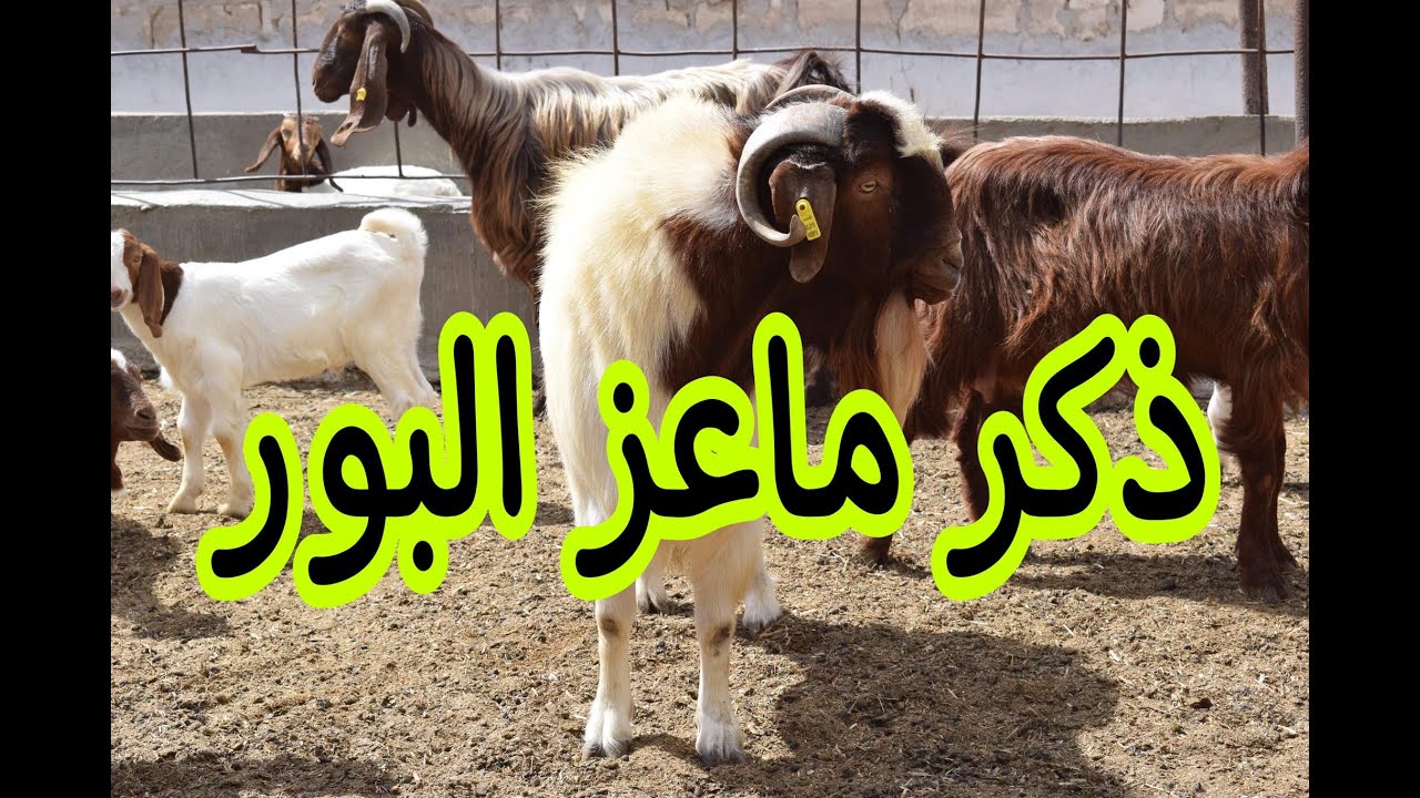 ماعز البور.. تجربة لإنتاج ماعز البور