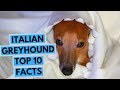 Italian Greyhound - TOP 10 Interesting Facts