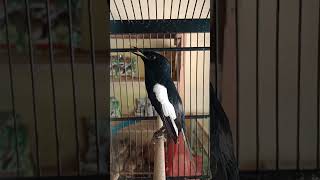 Download Lagu Burung Kacer Bawak Lagu Jenggot gacor #kacer #kacergacor #magpierobin #burungkacer #kicaumania MP3