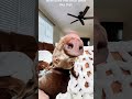 Give the dog medicine 🤣🤣#dog #funny #funnyanimals #funnypets