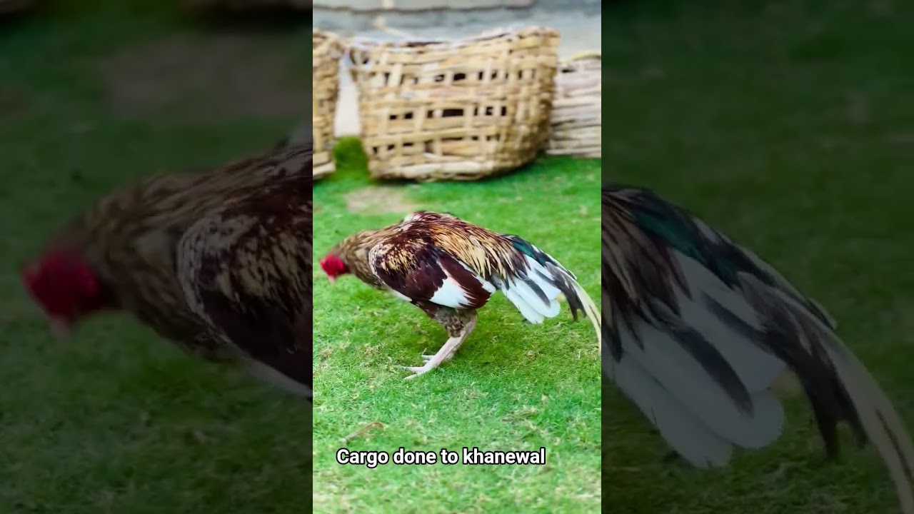 cargo done to khanewal ❤️ 