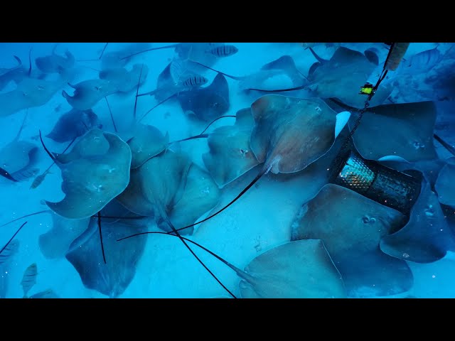 Stingray river（近年話題になっているNERU）