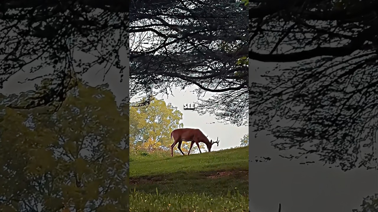 Have You Heard of Deer Island? 😳