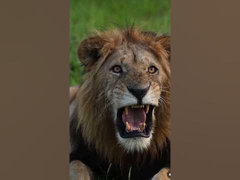 ЛЕВ 🦁 МИР ЖИВОТНЫХ ДИКАЯ ПРИРОДА - YouTube