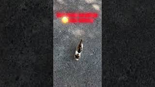 Mushukchalar / cat video / cats #cat #mushukchalar #catvideos