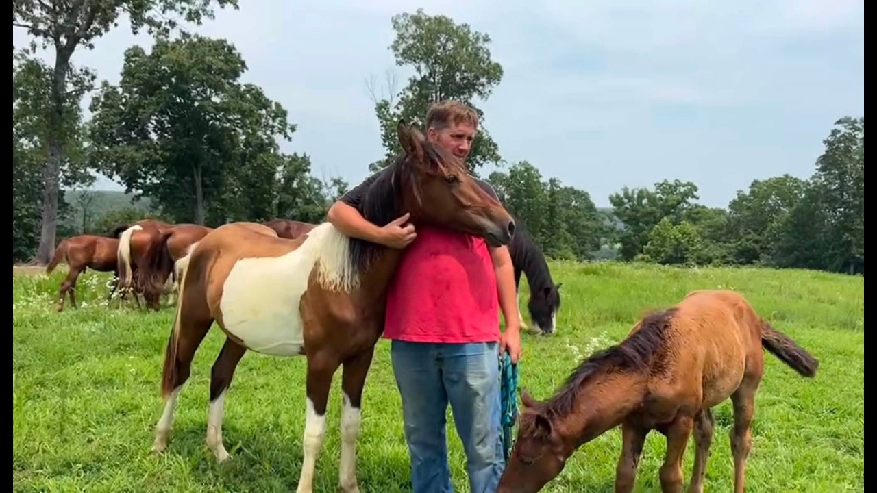 Hurt Horse & Biting Foals - This Was The Craziest LIVE Yet!