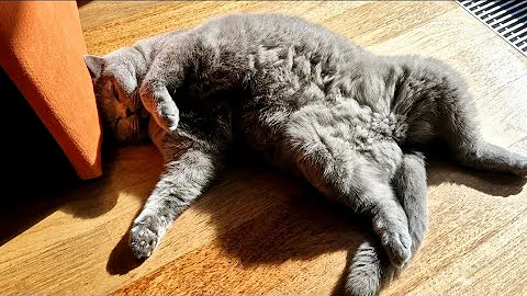 Watch the video about Cute British Short Hair Cat Love Sunbathing