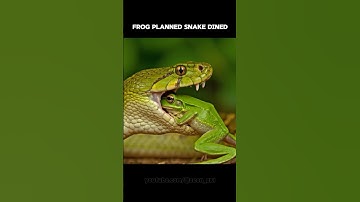 Why Do Frogs Enter Snake Mouths? #snake #frog #wildlife
