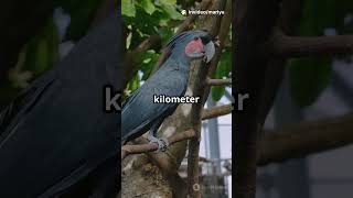 Indonesia Ki Invisible Wall Jise Koi Janwar Cross Nahi Kar Sakta | Wallace Line Mystery#shorts#how