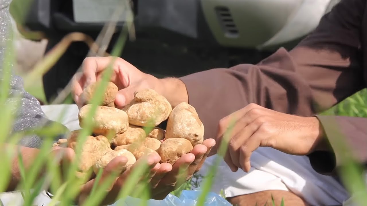 شبك الامير سلطان { فقع - ربيع فوق الخيال }
