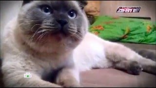 НТВ. Федеральный сюжет Анатомии Дня про Барсика! НТВ. Федеральный сюжет Анатомии Дня про Барсика!