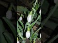 These are snowdrops, and they grow in our house... Ukraine, Kharkiv region, Izyum district...
