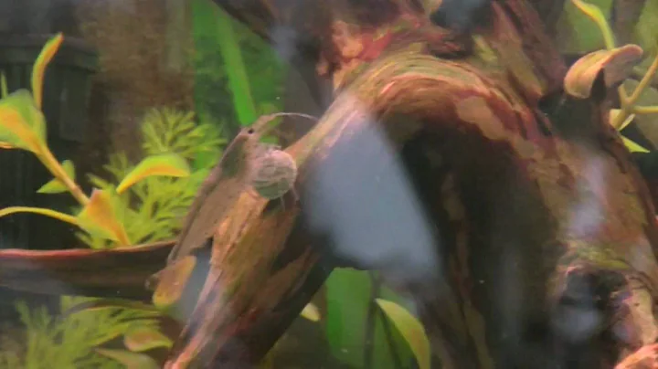 Shrimp in the Aquarium!