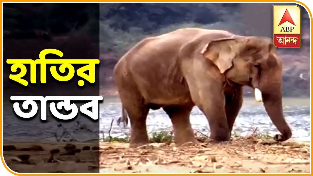 abp ananda live tv bangla Elephant in Jhargram town