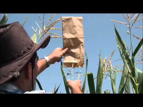 Video: Impollinazione manuale del mais: come impollinare il mais