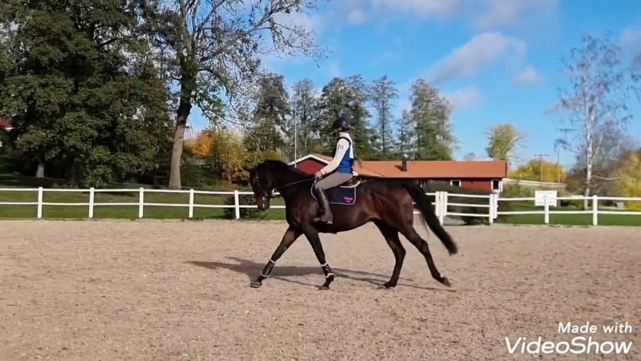 EPHorses - Ferryverygood