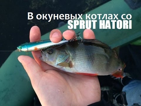 В окуневых котлах со SPRUT HATORI