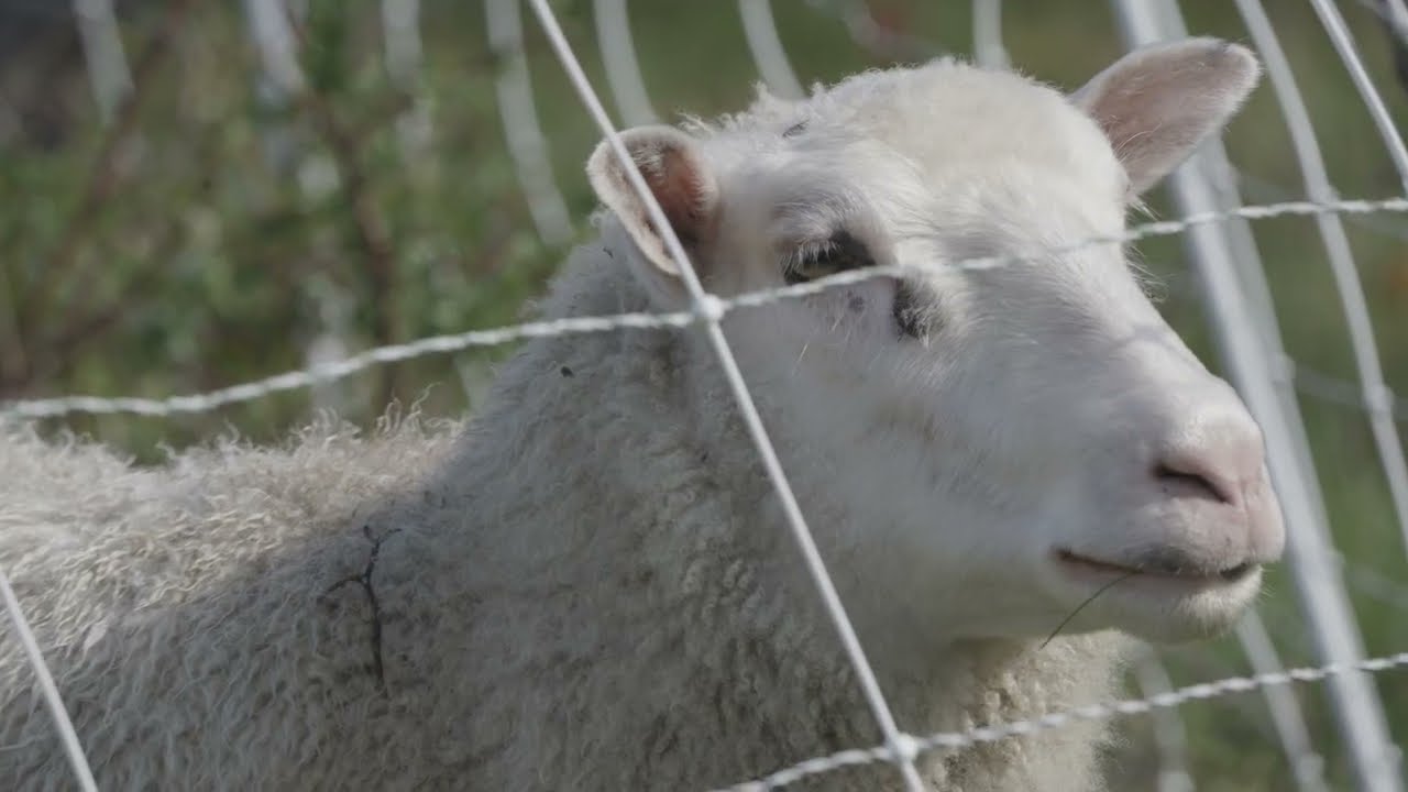 WOOL SHEEP IN THE ORCHARD (SILVOPASTURE SERIES EP 10 )