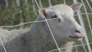 WOOL SHEEP IN THE ORCHARD (SILVOPASTURE SERIES EP 10 )