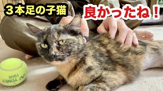 嬉しいニュースです！（３本足の子猫メル）