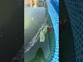 産まれて2日の錦鯉稚魚 #koi